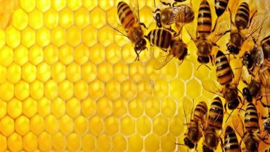 صورة ” إتحاد النحالين”  يطلب  إستثناء نقل خلايا النحل من قرار الحظر