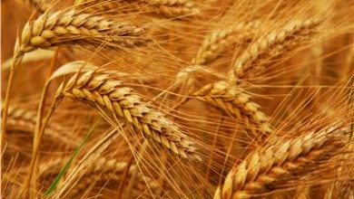 صورة تعرف رد فعل ” الزراعة” حول زيادة اسعار القمح