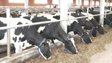 صورة “الزراعة “: البدء في تبسيط اجراءات ترخيص وتشغيل مزارع الثروة الحيوانية والداجنة