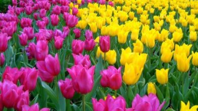 صورة “الزراعة”: 14 مارس افتتاح النسخة الـ87 لمعرض زهور الربيع بحديقة الأورمان