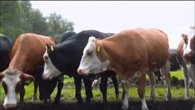 صورة الاصلاح الزراعي “: استيراد ٦٠٠ رأس من الابقار الحلابة من المانيا للقرية النموزجية