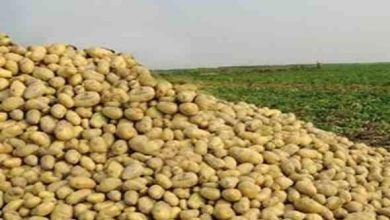 صورة “جمعيات المنتجين” تكشف حقيقة انخفاض اسعار البطاطس