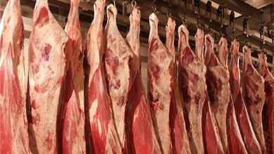 صورة لمواجهة كورونا.. الزراعة”تواصل تشديد إجراءاتها على منافذ استيراد الماشية واللحوم