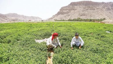 صورة المزارعون” يطالبون بوقف صرف الدعم لمصدري الحاصلات الزراعية