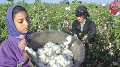 صورة “الذهب الأبيض” يستغيث من فيروس كورونا