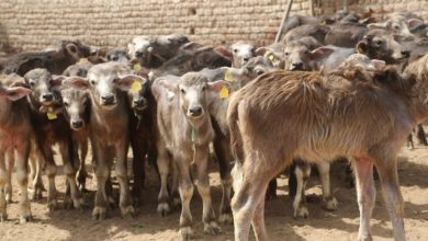 صورة  صرف ١٠٢ مليون جنيه جديدة لتمويل صغار المربين من مشروع البتلو