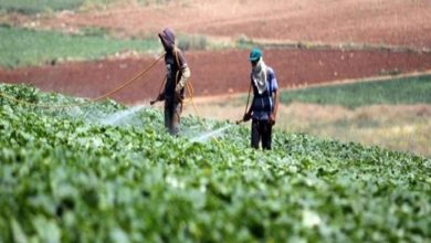 صورة طوارئ “بالزراعة “لمواجهة الموجة الحارة