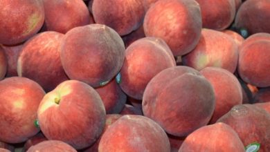 صورة “الكشف عن حقيقة الخوخ المسرطن في الاسواق