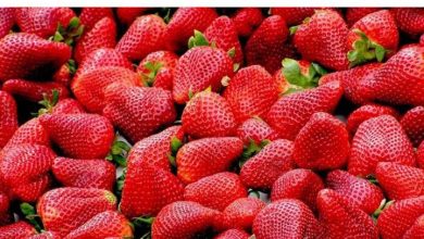 صورة مصر الأولى عالميا في تصدير الفراولة