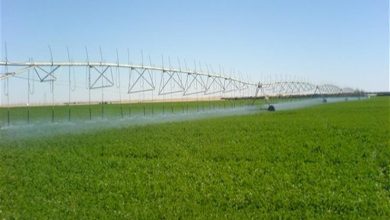 صورة زراعة ٣٣١ الف فدان من مشروع المليون ونصف