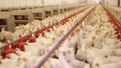 صورة اتحاد المنتجين “يكشف الحقيقة الكاملة لتصدير الدواجن من المنشأت الخالية من إنفلونزا الطيور