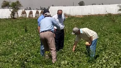 صورة وزير الزراعة يتلقى تقريرا حول تقييم اصناف البطيخ والكنتالوب
