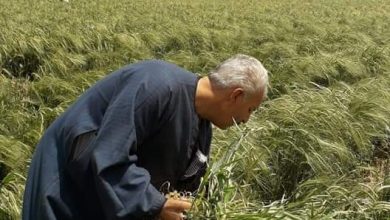 صورة االفلاحين تكشف سر الاقبال على زراعة “البانكو