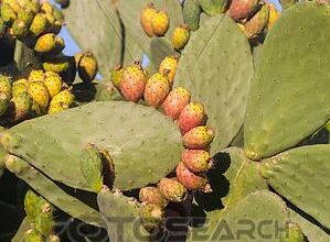 صورة الفلاحين تعلن عن موعد نضج التين الشوكي