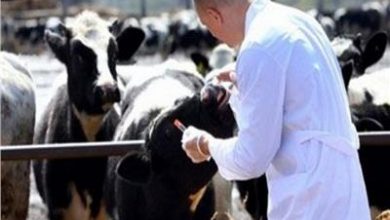 صورة الزراعة: تطالب بتطوير نظام التمويل للثروة الحيوانية من البنوك