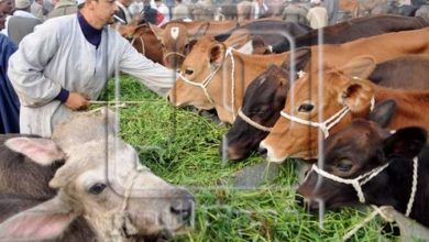 صورة الزراعة :عقوبات مشددة لذبح اناث الماشية.. والعشار