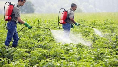 صورة الزراعة” و “الأمم المتحدة ” تطلقان حملة لتطبيق  التداول الآمن للمبيدات 