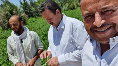 صورة (صور).. رئيس شئون مديريات الزراعة يتفقد الزراعات في بنجر السكر ومريوط بالاسكندرية