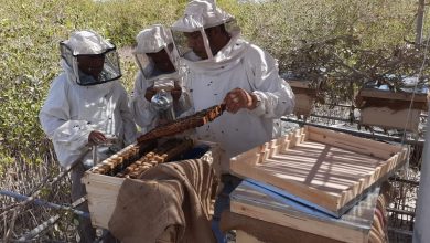 صورة خليفة : انتاج أجود أنواع العسل  من غابات المانجروف بالبحر الأحمر