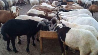 صورة الزراعة :توفير اضاحي  العيد ولحوم بلدية ومستوردة في منافذ المحميات بالقاهرة والجيزة وباقي المحافطات