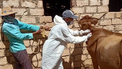 صورة الزراعة: تحصين  2 مليون رأس ماشية ضد مرض الحمي القلاعية