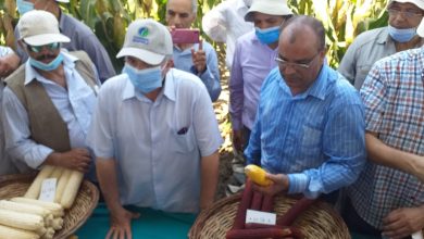 صورة “رئيس البحوث الزراعية” يتفقد البرنامج القومي للذرة(صور)