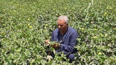 صورة “الفلاحين”تكشف اسباب تراجع مساحات القطن