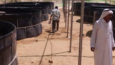 صورة انشاء مزرعة سمكية في جنوب سيناء (فيديو)