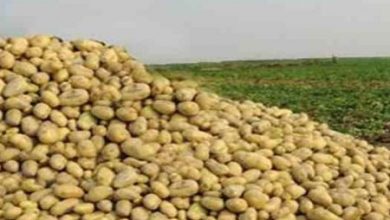 صورة منتجو البطاطس يستغيثون بالرئيس عبد الفتاح السيسي.. رجال الأعمال السبب