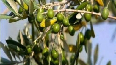 صورة “الزراعة” تنفي إصابة محصول الزيتون بزبابة الفاكهة