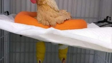 صورة نقيب البيطريين :  إحالة البيطرى صاحب “جراحة الدجاجة” بالبحر الأحمر للتحقيق