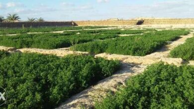 صورة هيئة التعمير “تحذر أصحاب اراضي الساحل الشمالي  من عدم سداد مستحقات الدولة لمساحة 42 الف فدان