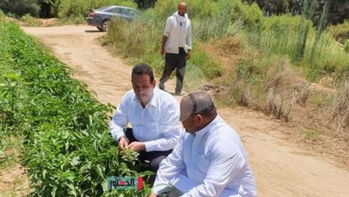 صورة “رئيس شئون مديريات الزراعة” يشدد على توافر الاسمدة والتقاوي بالاسكندرية