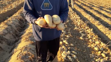 صورة الزراعة:فحص ١٨٥ الف طن بطاطس