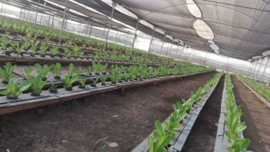 صورة مصر الخير ترعي مشروعات بحثية في مجالات الزراعة والغذاء