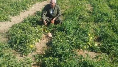 صورة “الفلاحين ” تكشف كيفية علاج جنون الطماطم