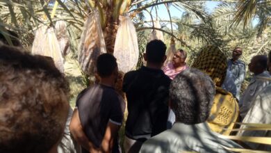 صورة “الزراعة” تنظم يوم حقلي لتحسين جودة التمور