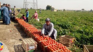 صورة “شعبة الخضر” تكشف عن موعد انخفاض اسعار الطماطم
