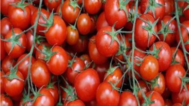 صورة “الزراعة” تكشف عن موعد انخفاض اسعار الطماطم