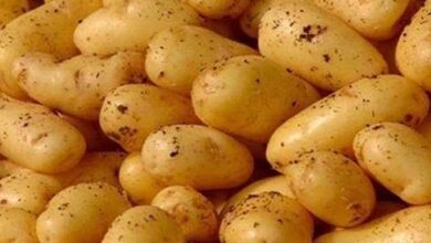 صورة “منتجي الخضر” تكشف اسباب انخفاض اسعار البطاطس