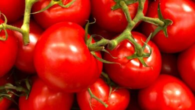 صورة “الزراعة” تكشف اسباب ارتفاع أسعار الطماطم