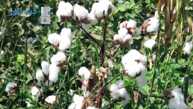 صورة “الزراعة”:متابعة تنفيذ منظومة تسويق القطن الجديدة في 4 محافظات