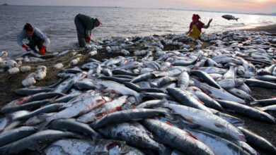 صورة الزراعة : انتاج مصر من الأسماك بلغ 2 مليون طن