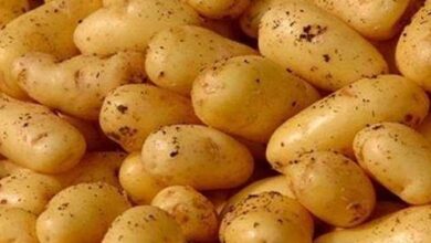 صورة انخفاض اسعار البطاطس  إلى 1000 جنيه للطن.. وتخزين التقاوي في الثلاجات لصالح التجار والشركات