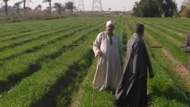 صورة ”  القصير” : زراعة القمح  على مصاطب يوفر  40% من التقاوي(صور) 