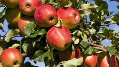 صورة “الزراعة” تصدر نشرة بالتوصيات الفنية لمزارعي التفاح(فيديو)
