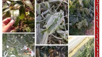 صورة احذر 8 محاصيل في خطر بسبب “الصقيع”