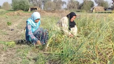 صورة الزراعة: فرص عمل للفتيات في البرنامج القومي لإنتاج تقاوى الخضر