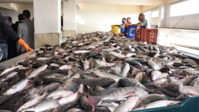 صورة “الزراعة” : خطة لزيادة انتاج مصر من الأسماك بنسبة 50%