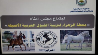 صورة  مجلس أمناء محطة الزهراء للخيول العربية  يبحث رفع كفاءتها
